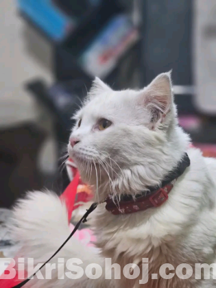 Hight quality 3 coat Hair Persian adult Cat